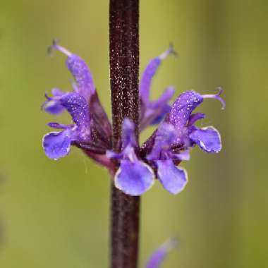 Salvia nemorosa 'Caradonna'