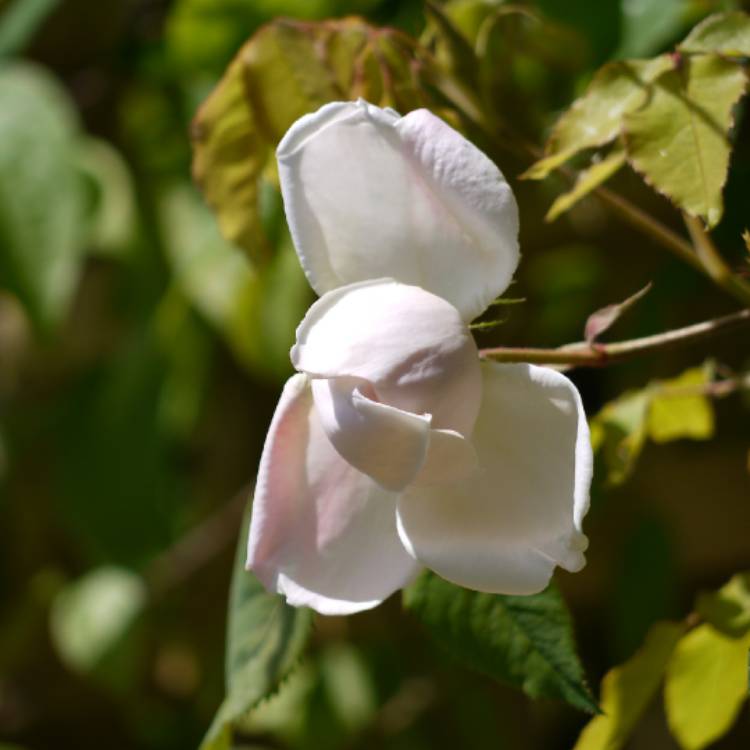 Plant image Rosa 'Madame Alfred Carrière'