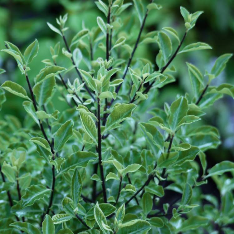 Plant image Pittosporum 'Arundel Green'