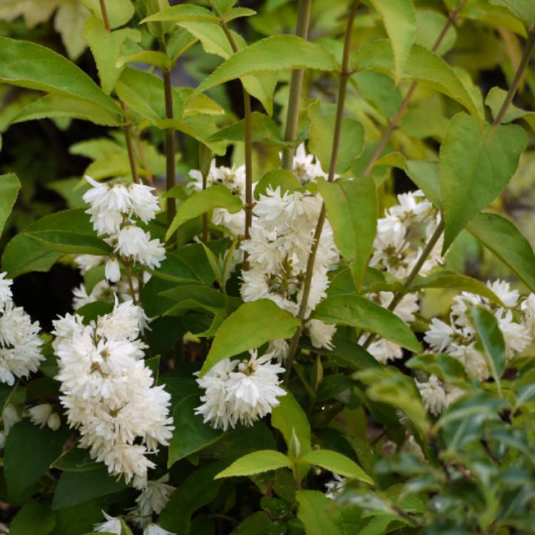 Plant image Deutzia scabra