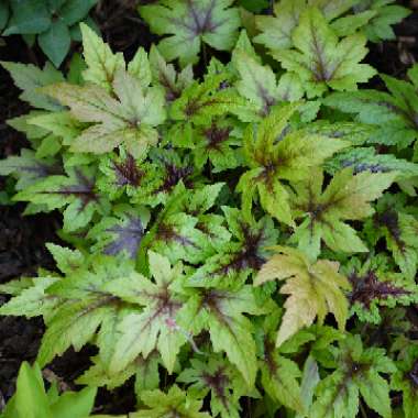 Tiarella