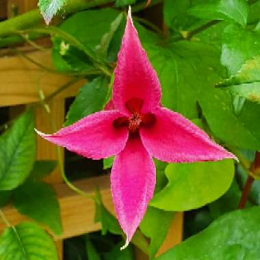 Clematis 'Princess Diana'