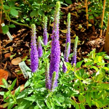 Veronica spicata 'Glory' syn. Veronica spicata 'Royal Candles'