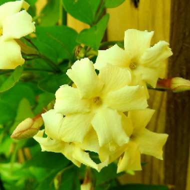 Jasminum officinale 'Clotted Cream' Syn. 'Devon Cream'