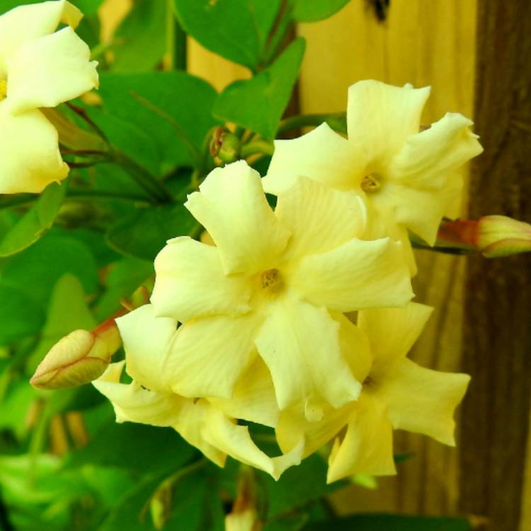 Plant image Jasminum officinale 'Clotted Cream' Syn. 'Devon Cream'