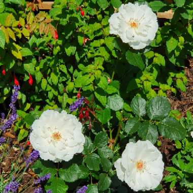 Rosa 'Margaret Merril' ('Harkuly')