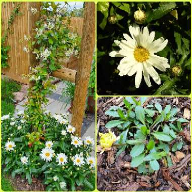 Osteospermum