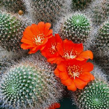 Rebutia 'Carnival'