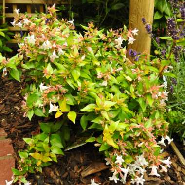 Linnaea x grandiflora 'Francis Mason' syn. Abelia x grandiflora 'Francis Mason'