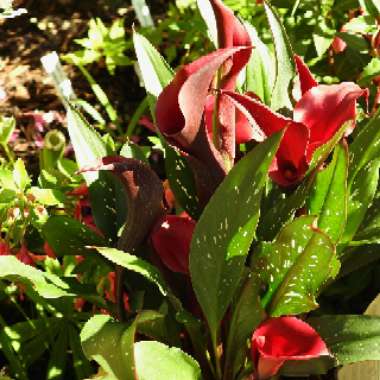 Zantedeschia 'Red Charm'