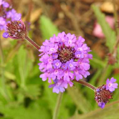 Verbena rigida