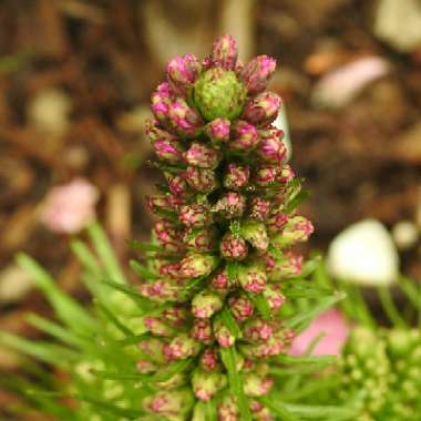 Liatris spicata 'Kobold'