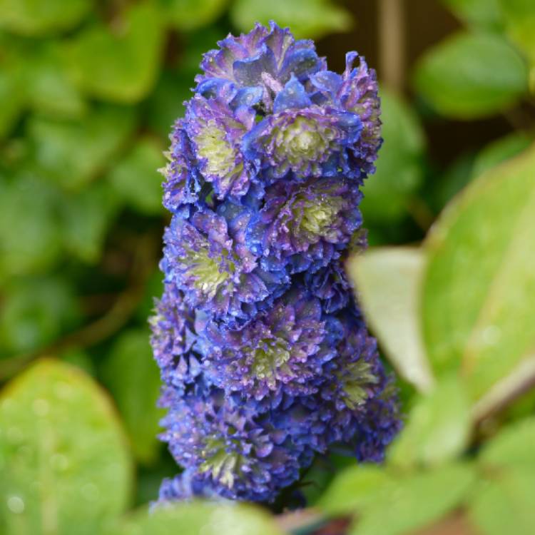 Plant image Delphinium 'Highlander Bolero'