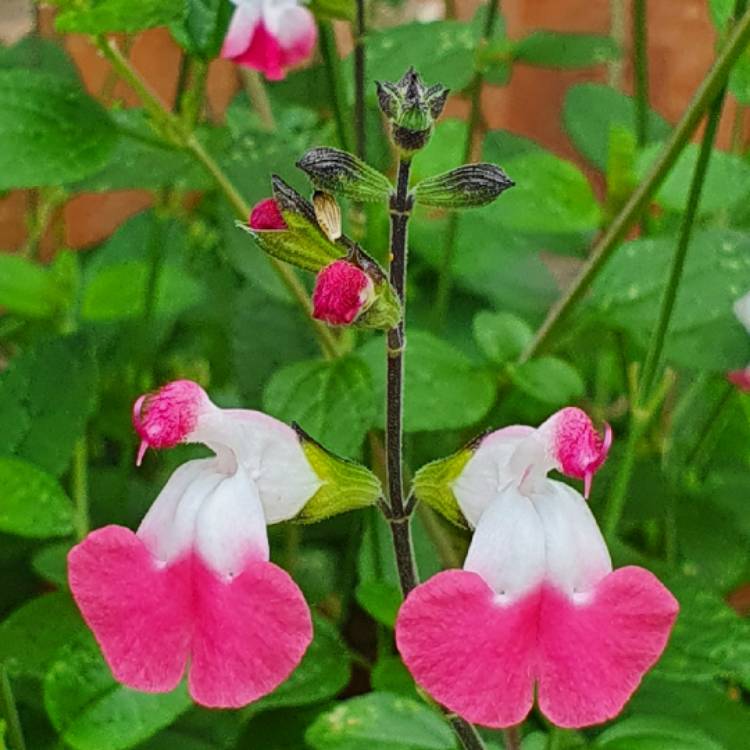 Plant image Salvia x jamensis 'Pink Lips'