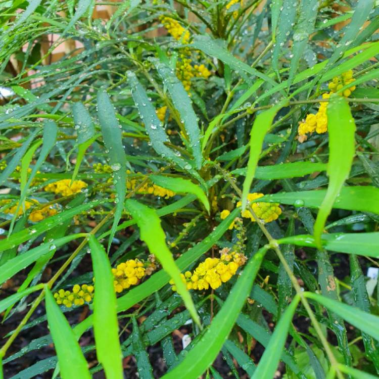 Plant image Mahonia eurybracteata subsp. ganpinensis 'Soft Caress'