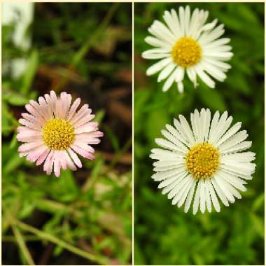 Erigeron karvinskianus