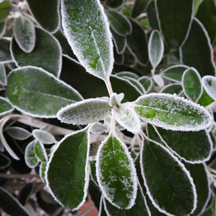 Plant image Senecio brachyglottis 'sunshine'