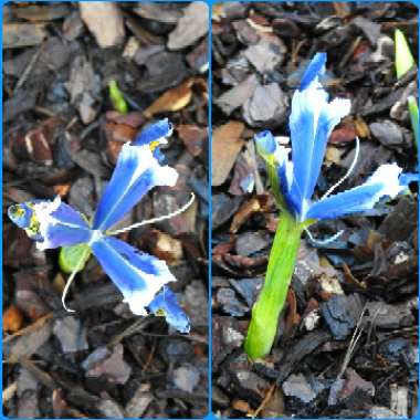 Iris 'Sea Breeze' syn. Iris reticulata 'Sea Breeze'