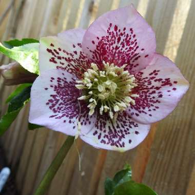 Helleborus x hybridus 'Harvington Pink Speckled'