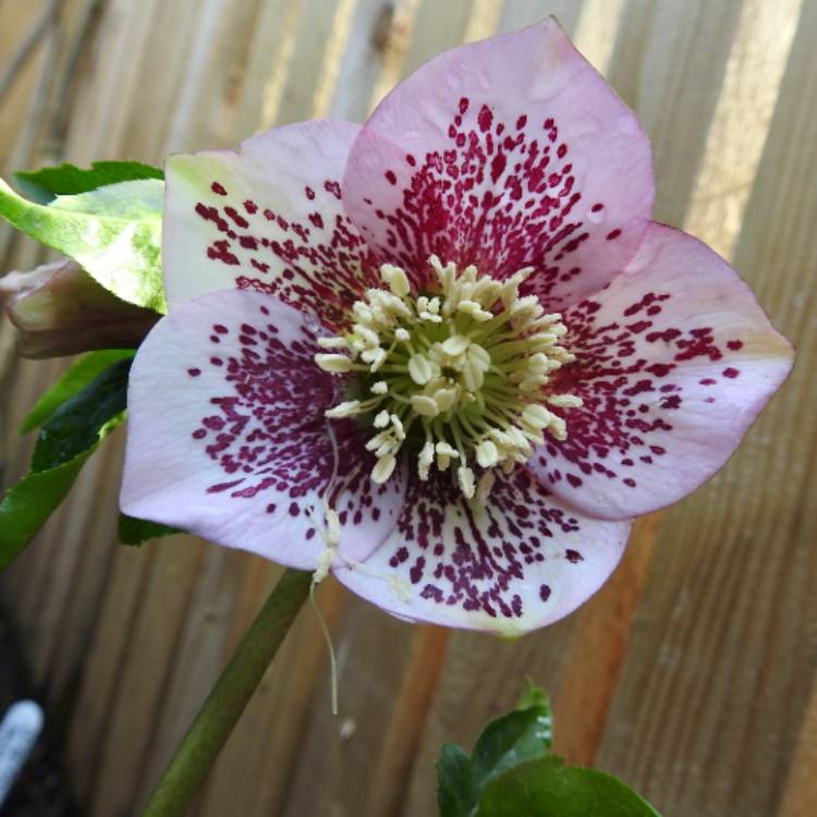 Plant image Helleborus x hybridus 'Harvington Pink Speckled'