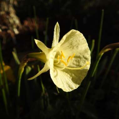 Narcissus 'Arctic Bells'