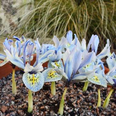 Iris 'Katharine Hodgkin' syn. Iris reticulata 'Katharine Hodgkin', Iris 'Injad Sherwood', Iris reticulata 'Injad Sherwood'