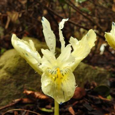 Iris 'Katherine's Gold' syn. Iris reticulata 'Katherine's Gold'