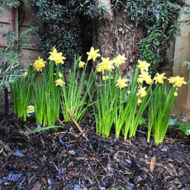 Narcissus 'Tête-à-Tête'