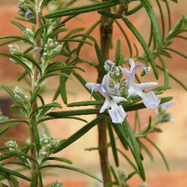 Salvia rosmarinus 'Miss Jessopp's Upright' syn. Rosmarinus officinalis 'Miss Jessopp's Upright'