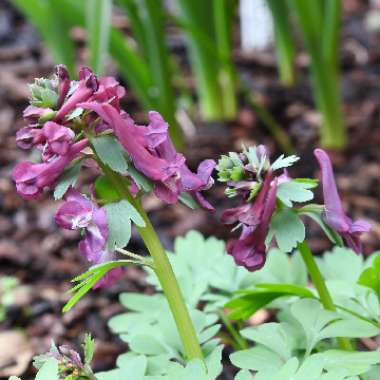 Corydalis