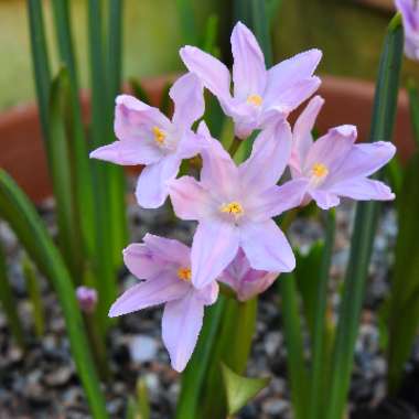 Chionodoxa forbesii 'Pink Giant' syn. Scilla forbesii 'Pink Giant'