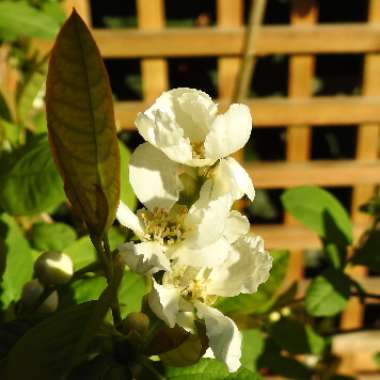 Exochorda Serratifolia 'Snow White'