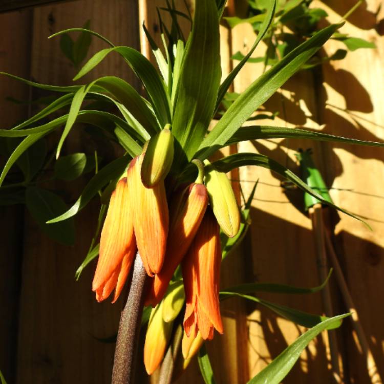 plant image 1457588