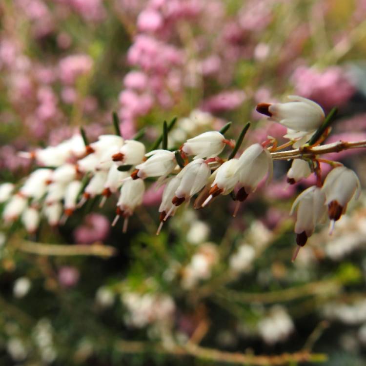 Plant image Erica x darleyensis 'Ghost Hills'