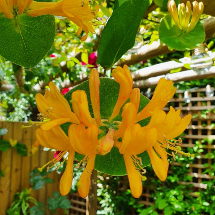 Plant image Lonicera x tellmanniana