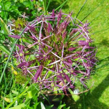 Allium (Species) Star of Persia