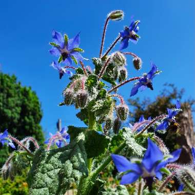 Common borage