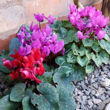 Cyclamen (Species) Ivy-Leaved Cyclamen