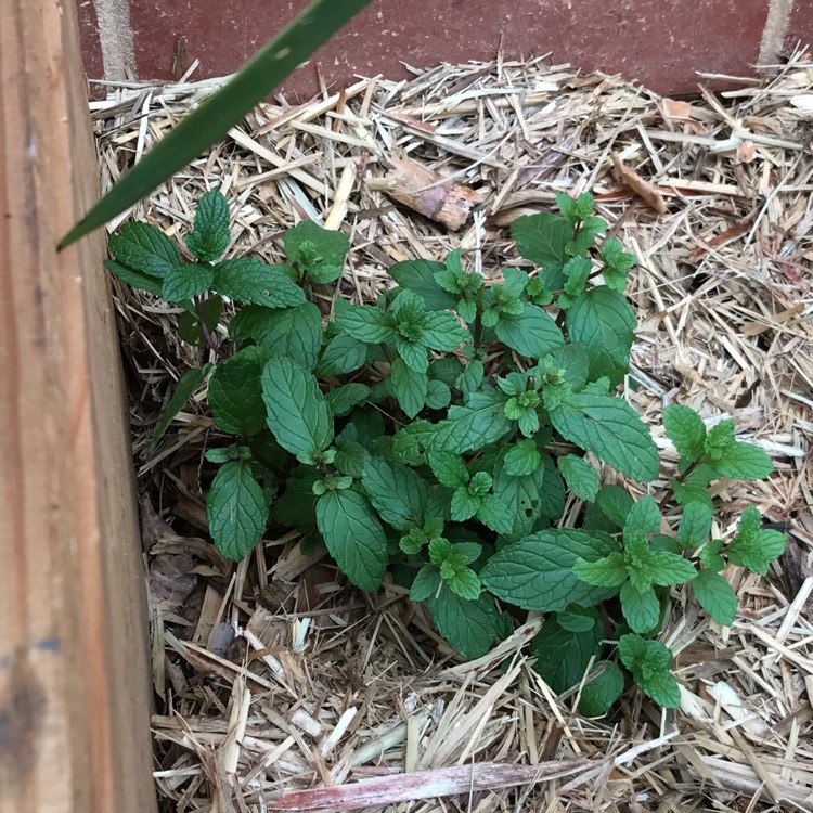 Plant image Mentha sachalinensis