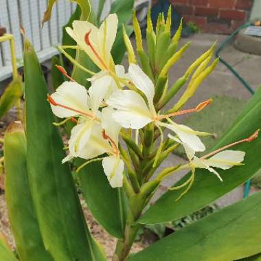 Hedychium