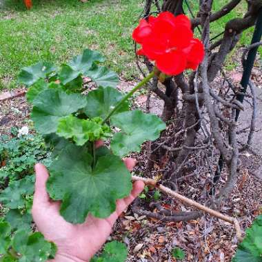 Pelargonium (Geranium)