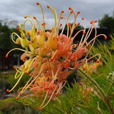 Grevillea 'Peaches and Cream'