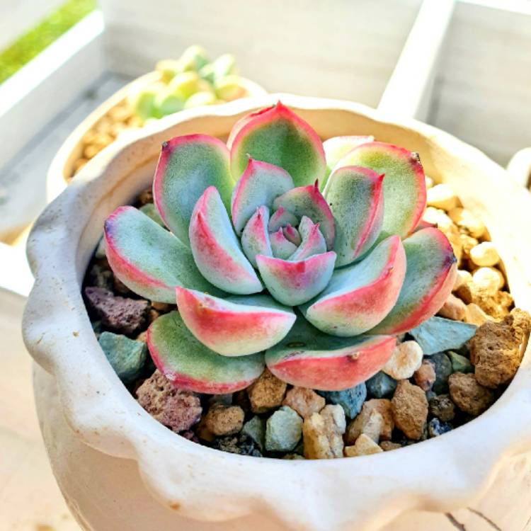 Plant image Echeveria Cherry