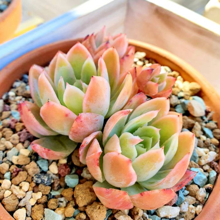 Plant image Echeveria Cuspidata Var. Zaragozae Pink Form