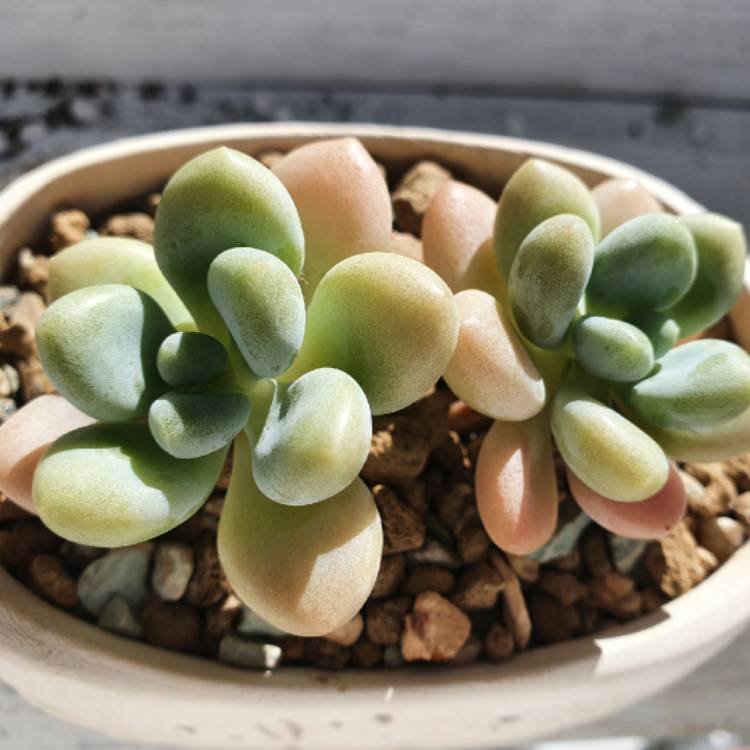 Plant image Graptosedum Miul