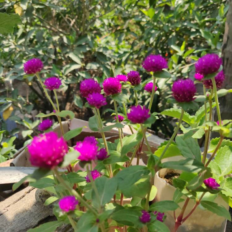 Plant image Gomphrena globosa