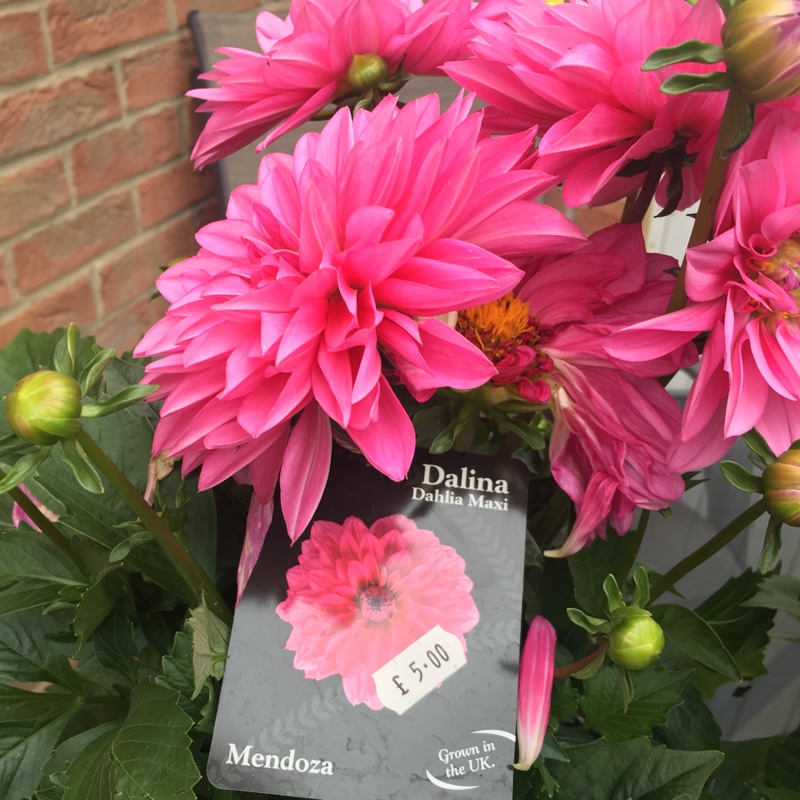 Plant image Dahlia 'Dalina Maxi Mendoza'