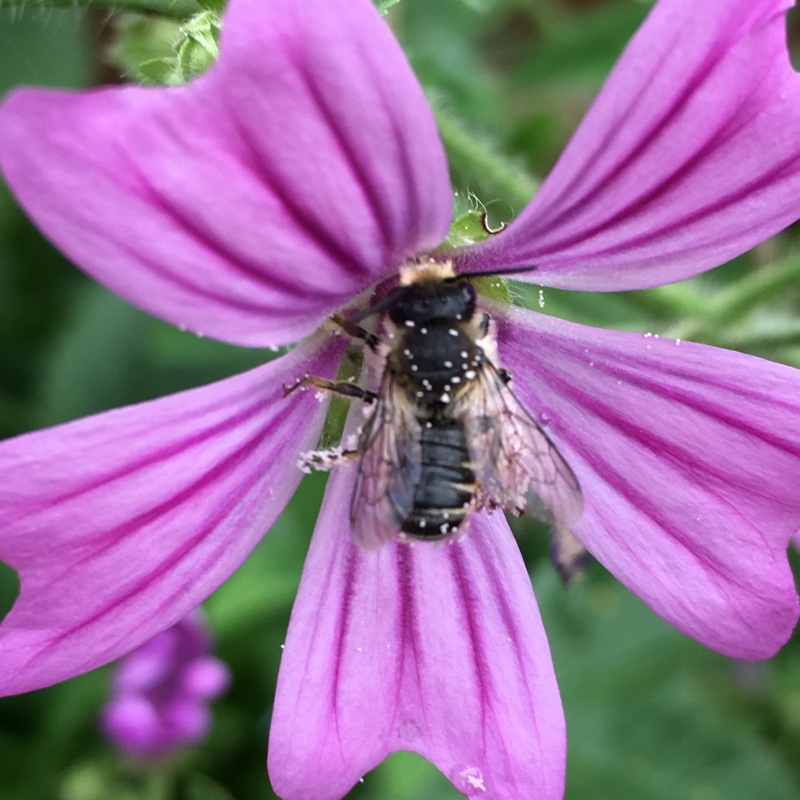 Plant image Malva