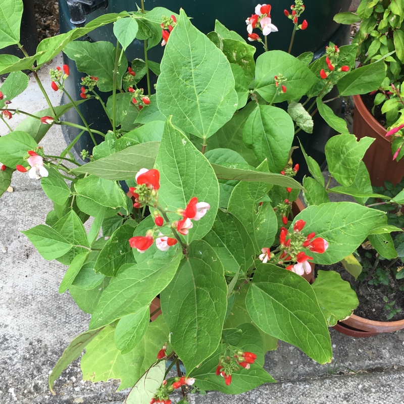 Plant image Phaseolus coccineus 'Hestia'