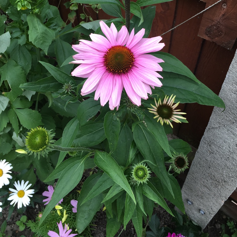 Plant image Echinacea purpurea 'Hope' (Prairie Pillars Series)